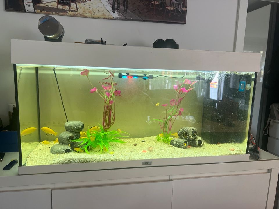 Komplett Aquarium mit Fische Barsche Deko in Raunheim