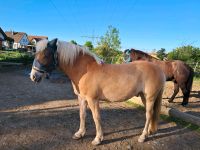 Haflinger Wallach,  2 jährig, Pony, Pferd Bayern - Scheuring Vorschau
