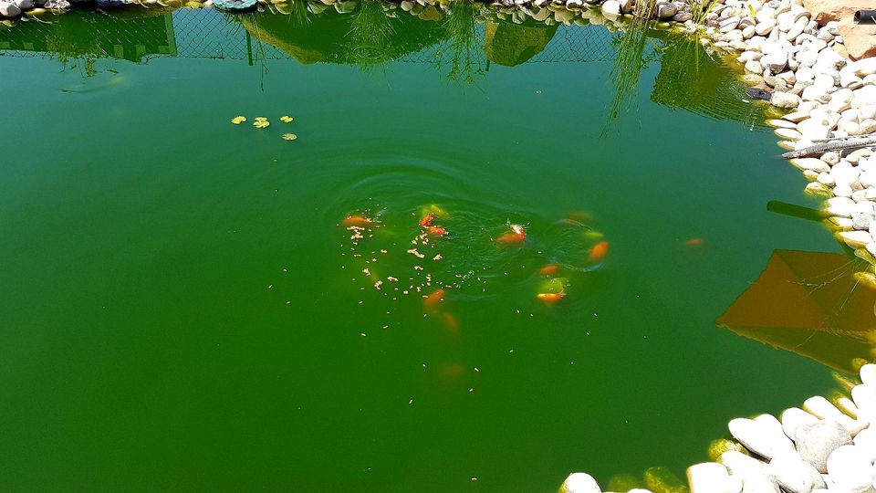 Goldfische abzugeben ca.8 bis 10 cm  - 40 Sück zu verkaufen! in Michelstadt