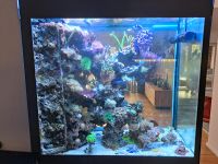 aquarium ohne Fische Brandenburg - Petkus Vorschau