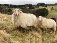 3 Schafe, Mutter mit 2 Töchtern Baden-Württemberg - Oberried Vorschau