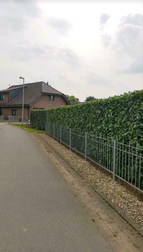 Gartenarbeit Gärtner Hecke schneiden Fläche  roden in Goch