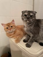 Katzengeschwister suchen neues Zuhause Ricklingen - Wettbergen Vorschau