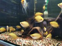 Goldene Honiggurami FISCHBÖRSE 7.4. Aquarienv. Münchberg Bayern - Pegnitz Vorschau