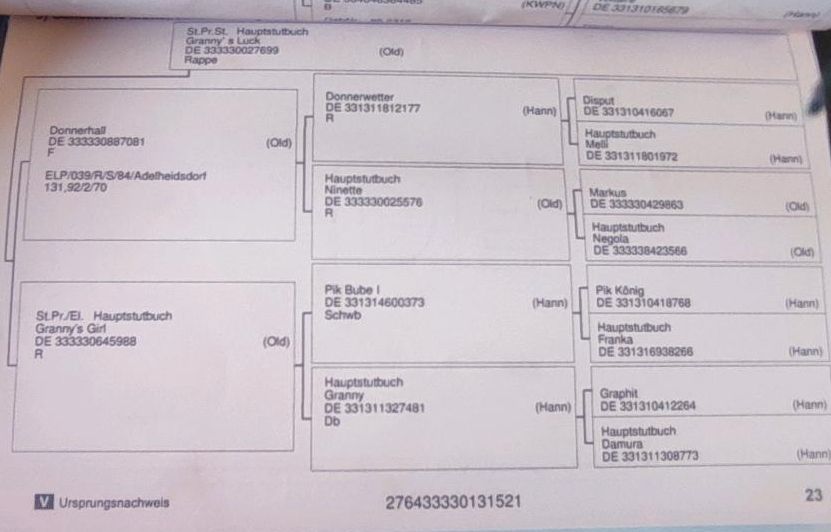 Zuchtstute Dressur Oldenburger in Wiefelstede