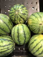 NEU Miniwassermelone Samen Saat Saatgut Kerne Pflanze Obst Garten Bayern - Gilching Vorschau