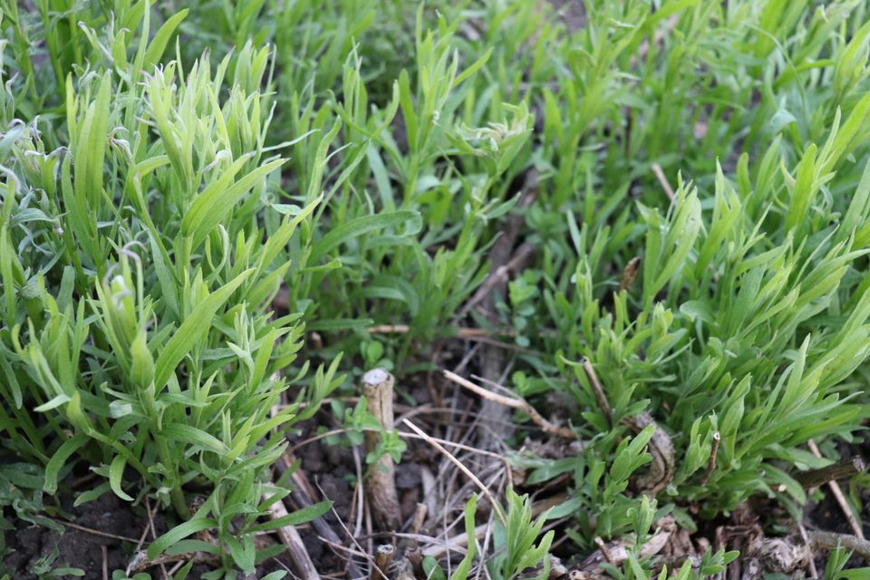 Estragon russischer Estragon herb würzig Kräuter Staude winterhar in Beetzendorf