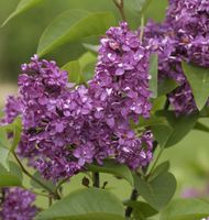 Edelflieder Charles Joly 40-60cm - Syringa vulgaris Niedersachsen - Bad Zwischenahn Vorschau