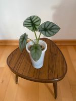 Alocasia Silver Dragon Jungpflanze Bayern - Thannhausen Vorschau