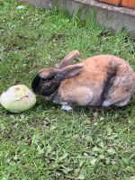 Kaninchen (Weibchen) Häfen - Bremerhaven Vorschau