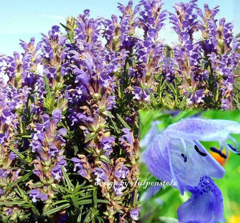 ♥ Drachenkopf Duft + Teepflanze,Samen,Bienenweide,Kräuter Garten in Hamburg