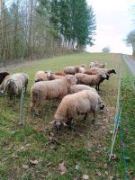 Rohwolle , Schafwolle , unbehandelt Baden-Württemberg - Obersontheim Vorschau