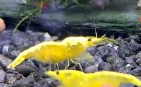 Aquarium: Garnelen Yellow Fire Neon Nordrhein-Westfalen - Wiehl Vorschau