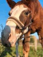 Reitbeteiliung gesucht Brandenburg - Cottbus Vorschau