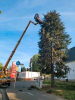 Baum fällen,schneiden, kürzen,baumschnitt Nordrhein-Westfalen - Wesseling Vorschau