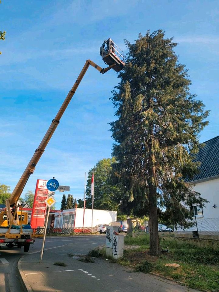 Baum fällen,schneiden, kürzen,baumschnitt in Wesseling