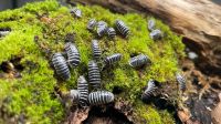 Armadillidium maculatum (Zebra-Rollasseln, Asseln, Bodenpolizei) Hessen - Greifenstein Vorschau