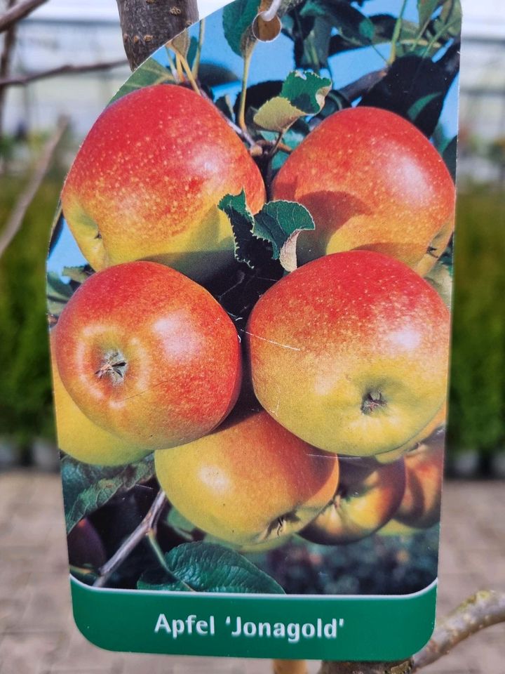 Verschiedene Apfelbäume im 7,5Liter Topf für 22,95€ (1,6m - 2,0m hoch) - Direkt vom Gärtner! in Bad Zwischenahn