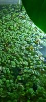 Salvinia minima Schwimmpflanze Thüringen - Pössneck Vorschau