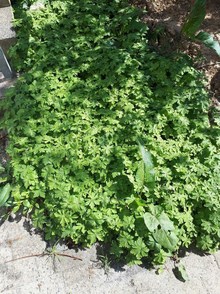 Spessartgeranien und Gartenerde kostenlos abzugeben in Veitshöchheim