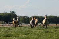 Offenstall frei für Wallach Niedersachsen - Isernhagen Vorschau