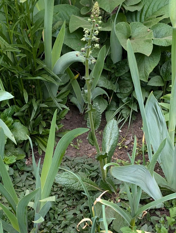 violette Königskerze, bienenfreundlich, trockenheitstolerant in Schellhorn (bei Preetz, Holst)