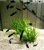 Black Molly Babys Jungfische Niedersachsen - Tülau Vorschau