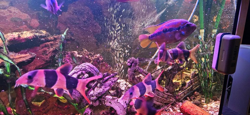 Aquarium Fische Prachtschmerle verschiedene Größen in Eichstetten am Kaiserstuhl