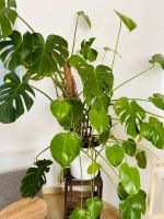 Monstera Deliciosa Zimmerpflanze Pflanze groß Hessen - Bad Camberg Vorschau