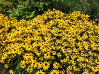 Stauden / Pflanzen / Gewöhnlicher Sonnenhut (Rudbeckia fulgida) Berlin - Steglitz Vorschau