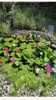 Seerosen, rosa Rheinland-Pfalz - Brücken (Pfalz) Vorschau