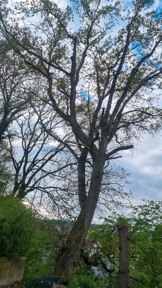 Baumfäller Baum fällen in Melsungen