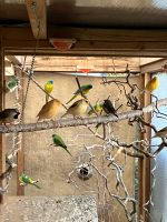 Schöne Vögel zu verkaufen Edewecht - Edewecht - Friedrichsfehn Vorschau
