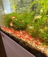 Red Fire Garnelen (Cherry Bloody Mary) Neocaridina davidi 1€ ROT Niedersachsen - Papenburg Vorschau