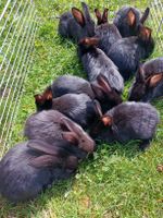 Hasen Kaninchen Stallhasen Baden-Württemberg - St. Märgen Vorschau
