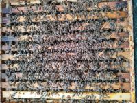 Verkauf Carnica Bienenvölker auf Zander Bayern - Bad Staffelstein Vorschau