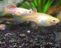 Endler Guppy Ginga Rubra Blond reinerbig (Poecilia wingei) Bayern - Forchheim Vorschau