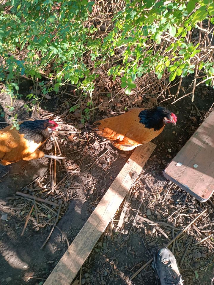 Zwei Vorwerkhühner abzugeben in Oberhausen