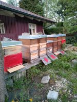 Bienenvolk Dadant inkl Honigraum Bayern - Rattenberg Vorschau