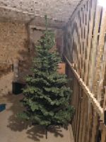 Weihnachtsbaum ca. 170cm Sachsen-Anhalt - Magdeburg Vorschau