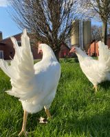 Hühner / Legereife weiße Junghennen 19 Wochen Nordrhein-Westfalen - Salzkotten Vorschau