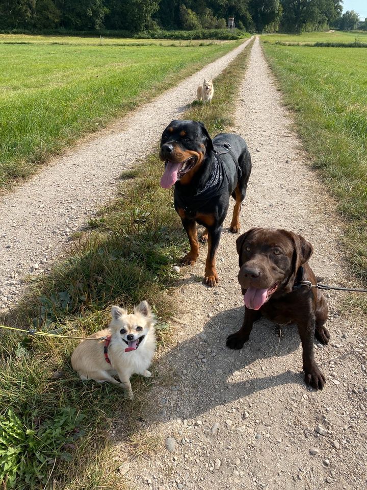 Hundetraining | Hundeschule | Gassi Service | Hundebetreuung in Steißlingen