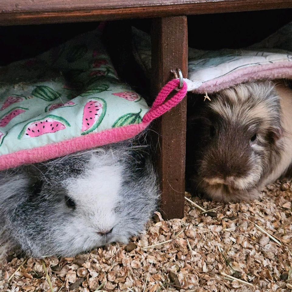 Meerschweinchen Urlaubsbetreuung in Hiltrup