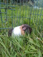 Glatthaar,CH/US Teddy Meerschweinchen Weibchen Nordrhein-Westfalen - Witten Vorschau