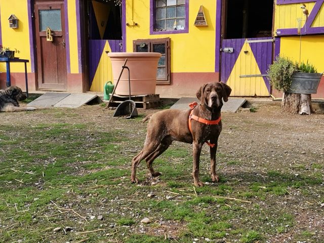 Traumhund BOSCO sucht sein aktives Zuhause in Rottenburg a.d.Laaber