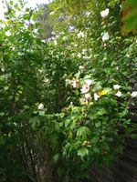 Garten Hibiskus Düsseldorf - Stockum Vorschau