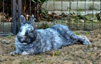 Hase Kaninchen Zwergkaninchen Farbenzwerg Rammler nicht kastriert Nordrhein-Westfalen - Bocholt Vorschau