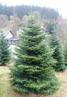 XXL Weihnachtsbaum Bio, Nordmanntanne, Kirchenbaum, Großbaum Nordrhein-Westfalen - Bad Berleburg Vorschau