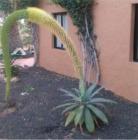 Schwanenhalagave, Agave attenutata Nordrhein-Westfalen - Bad Lippspringe Vorschau