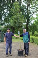 Kirschlorbeer als Hochstamm Prunus ´lusitanica´ Hessen - Dietzhölztal Vorschau